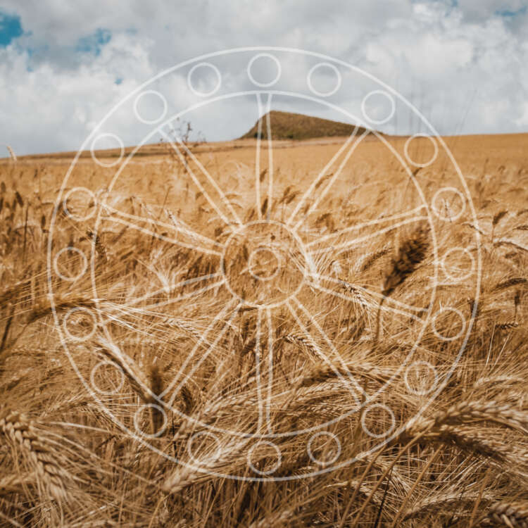 Il Grano Siciliano