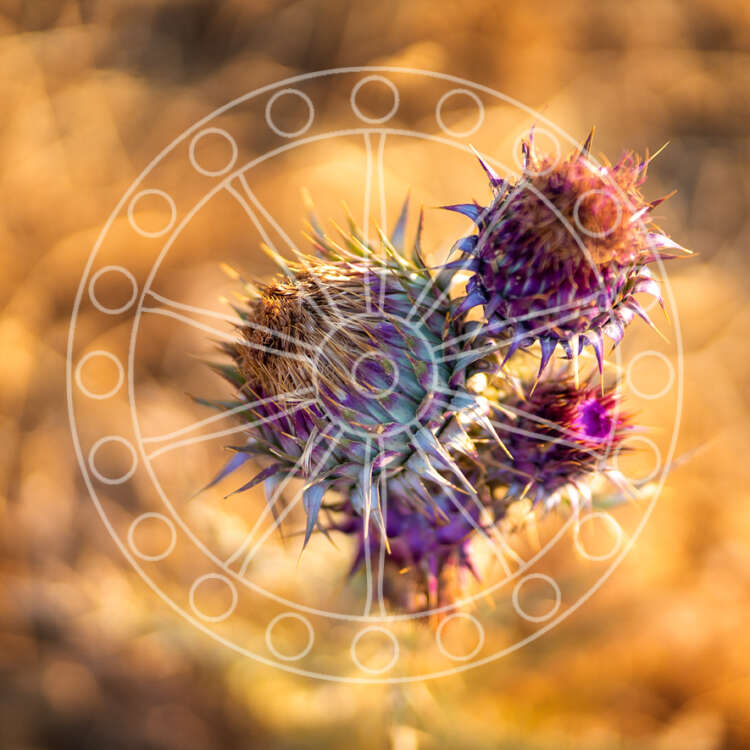 Elements