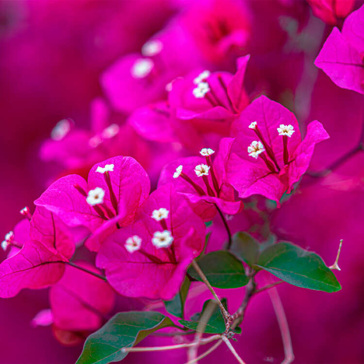 Bougainville