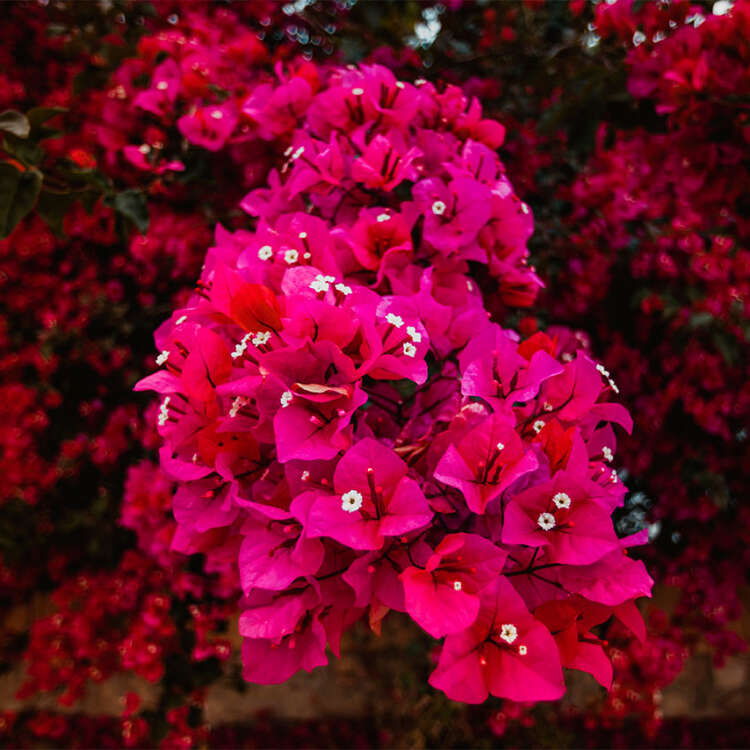 Fiori Bougainville