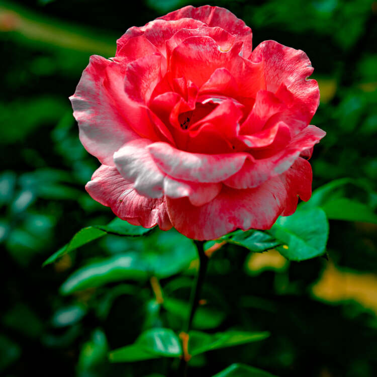 Rosa