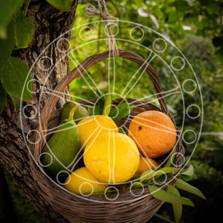 Frutta di Stagione