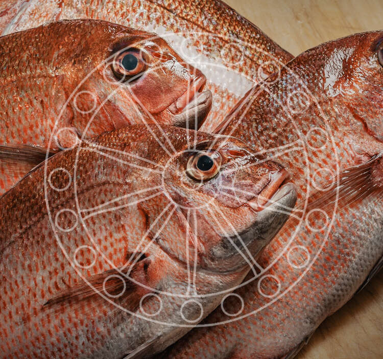 Pesce Fresco