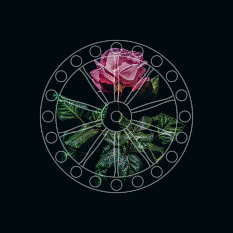 Rosa