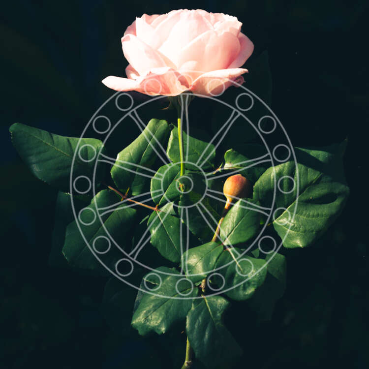Rosa